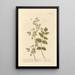 L'amome allemand - Elizabeth Blackwell — framed artwork on a wall