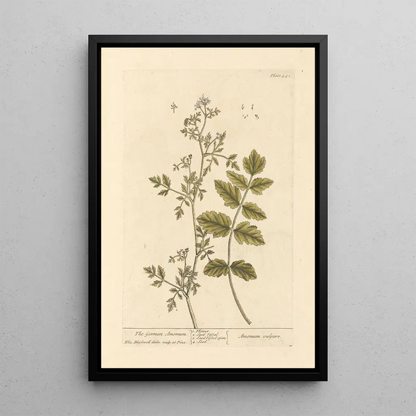 L'amome allemand - Elizabeth Blackwell — framed artwork on a wall