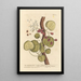 L'arbre à baies d'Inde - Elizabeth Blackwell — framed artwork on a wall