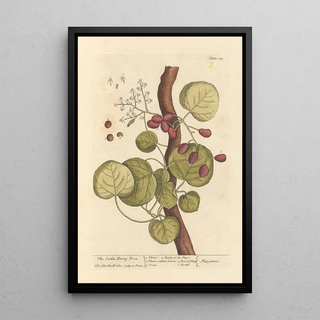 L'arbre à baies d'Inde - Elizabeth Blackwell — framed artwork on a wall