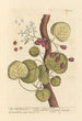 L'arbre à baies d'Inde - Elizabeth Blackwell — artwork view