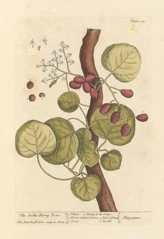 L'arbre à baies d'Inde - Elizabeth Blackwell — artwork view