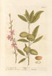L'amandier - Elizabeth Blackwell — artwork view