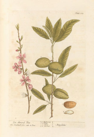 L'amandier - Elizabeth Blackwell — artwork view