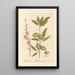 L'amandier - Elizabeth Blackwell — framed artwork on a wall