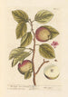 The apple tree or pear tree - Elizabeth Blackwell — artwork view