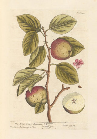 The apple tree or pear tree - Elizabeth Blackwell — artwork view