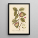 The apple tree or pear tree - Elizabeth Blackwell — framed artwork on a wall