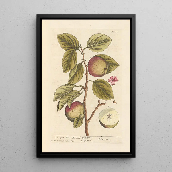 The apple tree or pear tree - Elizabeth Blackwell — framed artwork on a wall
