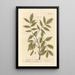 The Ash Tree - Elizabeth Blackwell — framed artwork on a wall