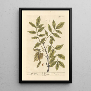The Ash Tree - Elizabeth Blackwell — framed artwork on a wall