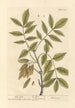 The Ash Tree - Elizabeth Blackwell — artwork view