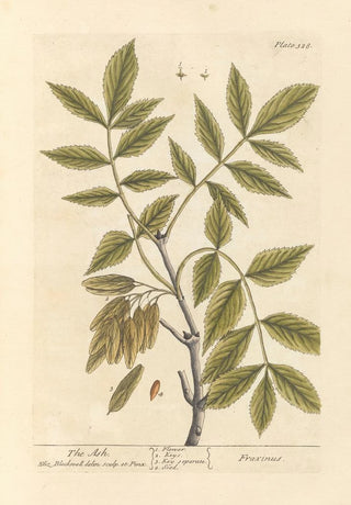 The Ash Tree - Elizabeth Blackwell — artwork view