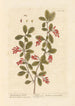 L'épine-vinette - Elizabeth Blackwell — artwork view