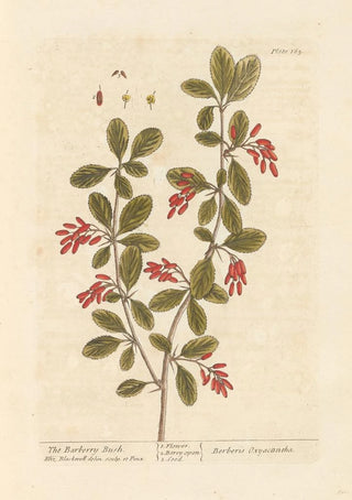 L'épine-vinette - Elizabeth Blackwell — artwork view