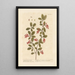 L'épine-vinette - Elizabeth Blackwell — framed artwork on a wall
