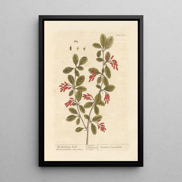 L'épine-vinette - Elizabeth Blackwell — framed artwork on a wall