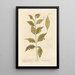 La baie d'Alexandrie - Elizabeth Blackwell — framed artwork on a wall