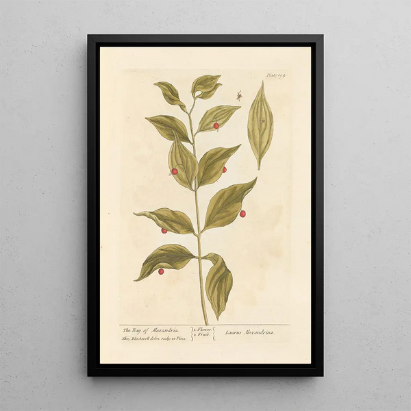 La baie d'Alexandrie - Elizabeth Blackwell — framed artwork on a wall