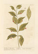 La baie d'Alexandrie - Elizabeth Blackwell — artwork view