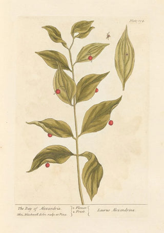 Elizabeth Blackwell - The bay of alexandria.webp