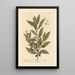 The Laurel - Elizabeth Blackwell — framed artwork on a wall