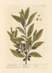 The Laurel - Elizabeth Blackwell — artwork view
