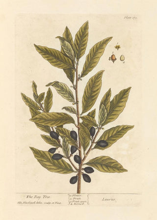 The Laurel - Elizabeth Blackwell — artwork view