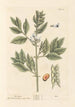 The Bean - Elizabeth Blackwell — artwork view
