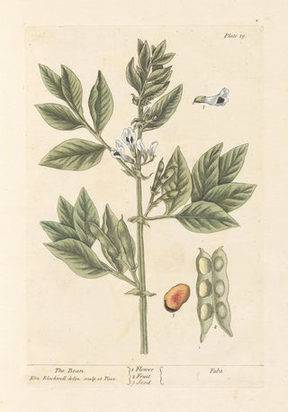 The Bean - Elizabeth Blackwell — artwork view