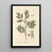 The Bean - Elizabeth Blackwell — framed artwork on a wall