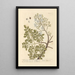 The oily ben nut or gland - Elizabeth Blackwell — framed artwork on a wall