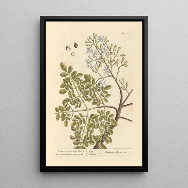 The oily ben nut or gland - Elizabeth Blackwell — framed artwork on a wall