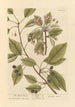The Cherry Tree - Elizabeth Blackwell — artwork view