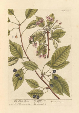The Cherry Tree - Elizabeth Blackwell — artwork view