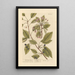 The Cherry Tree - Elizabeth Blackwell — framed artwork on a wall