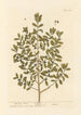 The boxwood - Elizabeth Blackwell — artwork view