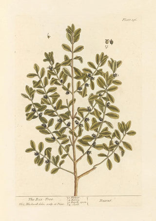 The boxwood - Elizabeth Blackwell — artwork view