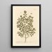 The boxwood - Elizabeth Blackwell — framed artwork on a wall