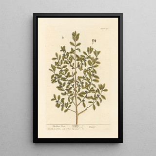 The boxwood - Elizabeth Blackwell — framed artwork on a wall