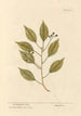The camphor tree - Elizabeth Blackwell — artwork view
