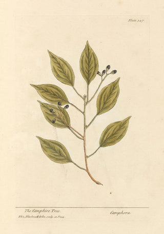 The camphor tree - Elizabeth Blackwell — artwork view