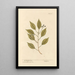 The camphor tree - Elizabeth Blackwell — framed artwork on a wall