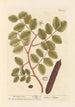 The Carob Tree - Elizabeth Blackwell — artwork view