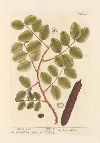 The Carob Tree - Elizabeth Blackwell — artwork view