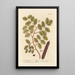 The Carob Tree - Elizabeth Blackwell — framed artwork on a wall