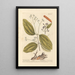The Cannelier - Elizabeth Blackwell — framed artwork on a wall