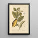 The citron tree - Elizabeth Blackwell — framed artwork on a wall