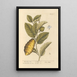 The citron tree - Elizabeth Blackwell — framed artwork on a wall