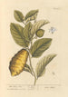 The citron tree - Elizabeth Blackwell — artwork view